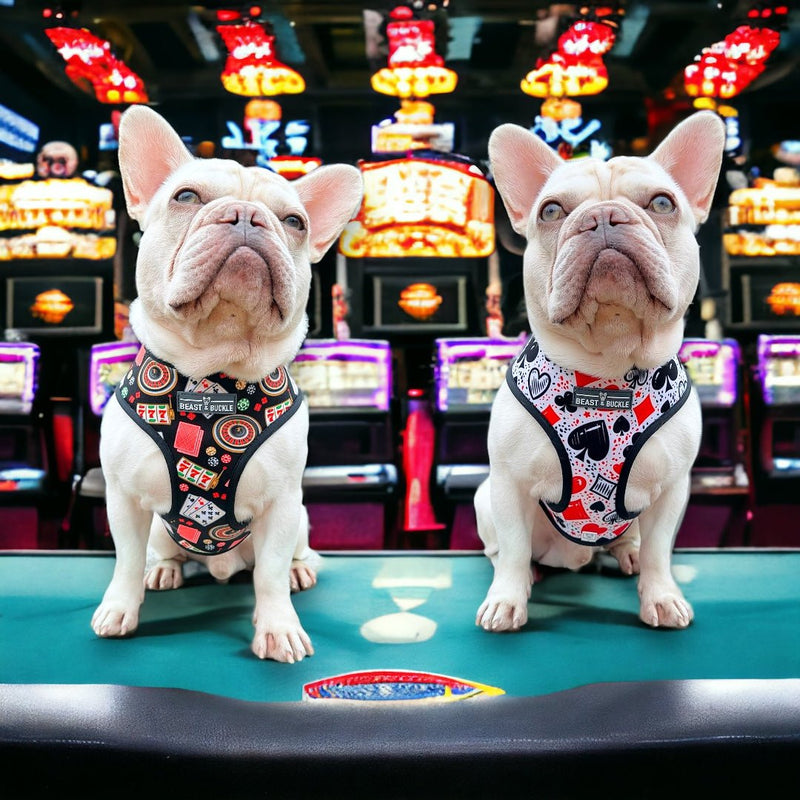 Casino Reversible Dog Harness 2.0 - Beast & Buckle