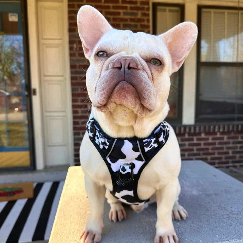 Cow Print No Pull Dog Harness - Beast & Buckle