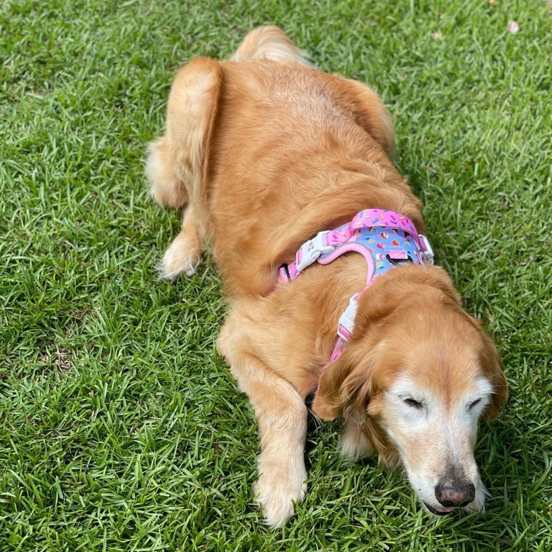 Cupcake Big Dog Harness - Beast & Buckle