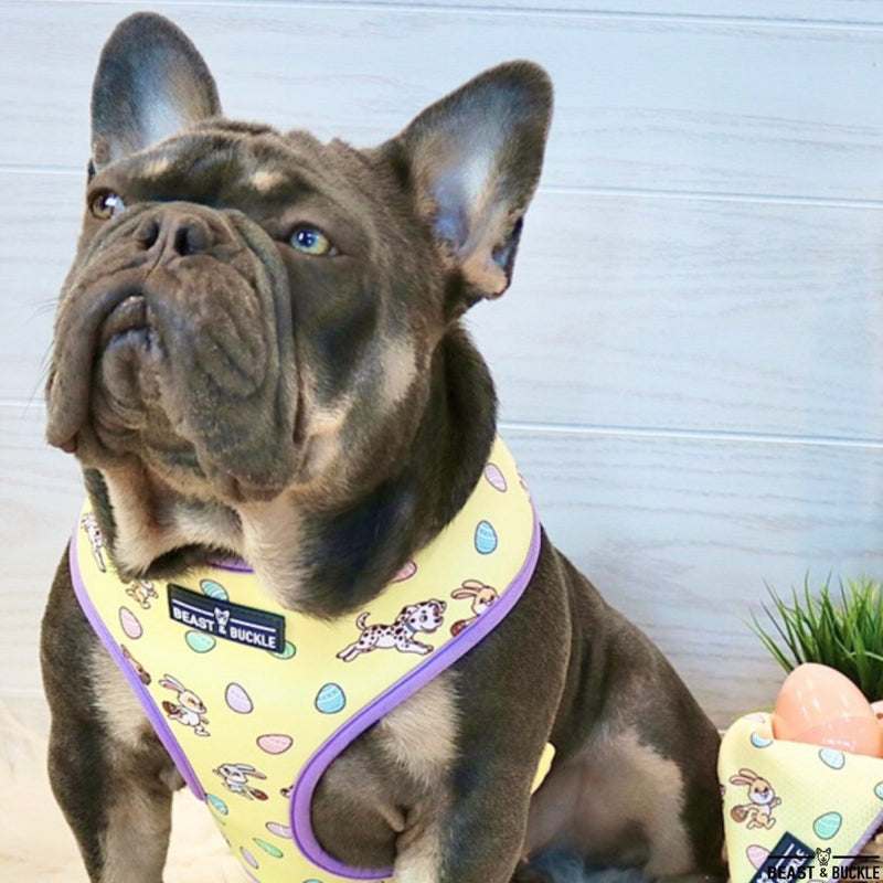 Easter Reversible Dog Harness - Beast & Buckle