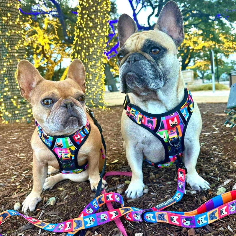 Frenchie Fam No Pull Harness Bundle - Beast & Buckle