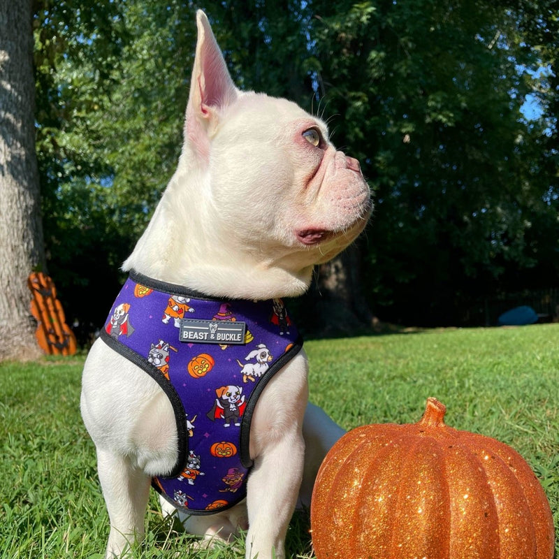 Howl-oween Harness & Leash Set - Beast & Buckle