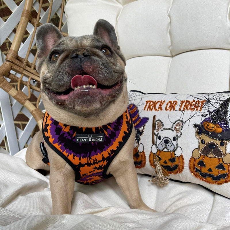 Howl-oween Harness & Leash Set - Beast & Buckle