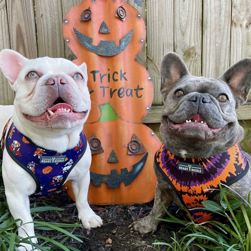 Howl-oween Harness & Leash Set - Beast & Buckle