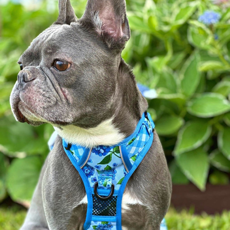 Hydrangea No Pull Dog Harness - Beast & Buckle
