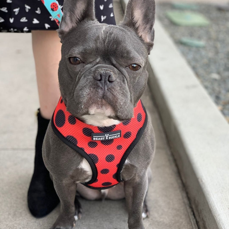 Beast and Buckle Shibori Tie Dye Reversible Dog Harness S
