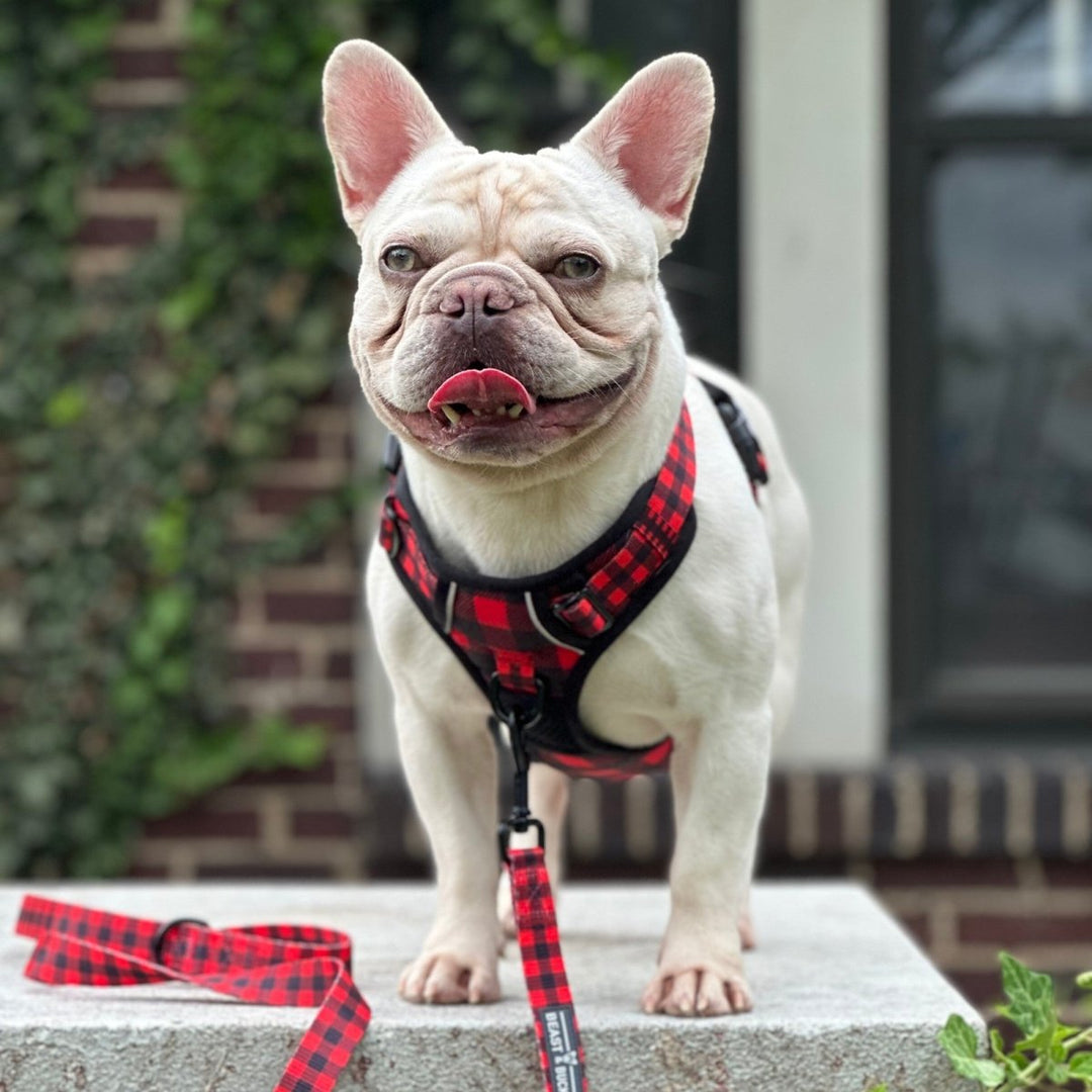 Bulldog puppy harness best sale