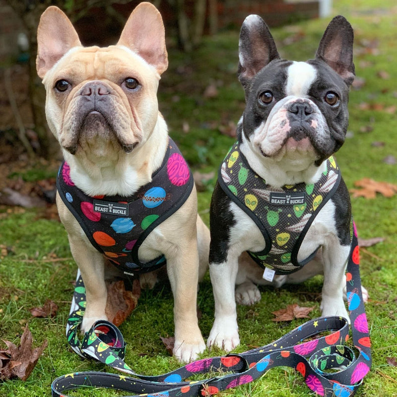 Outer Space Harness & Leash Set - Beast & Buckle