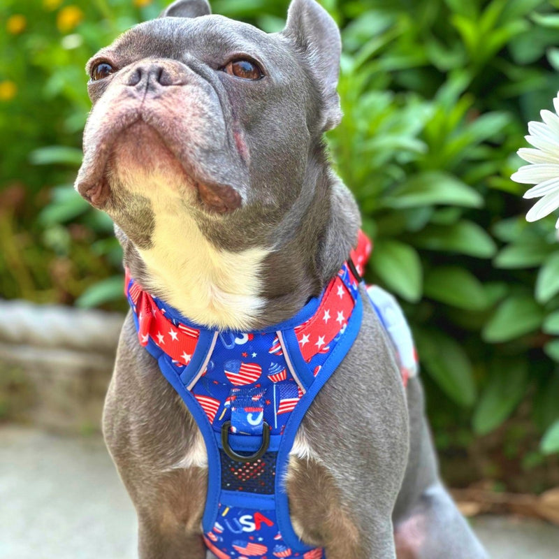Pawty in the USA No Pull Dog Harness - Beast & Buckle
