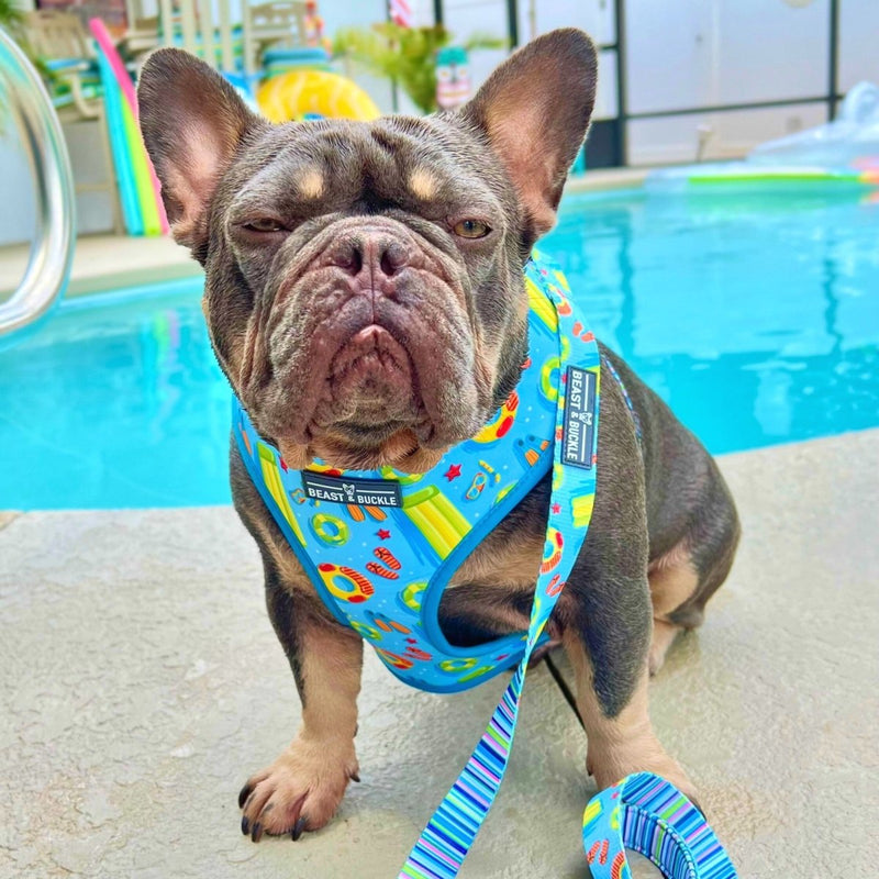 Pool Pawty Reversible Dog Harness 2.0 - Beast & Buckle