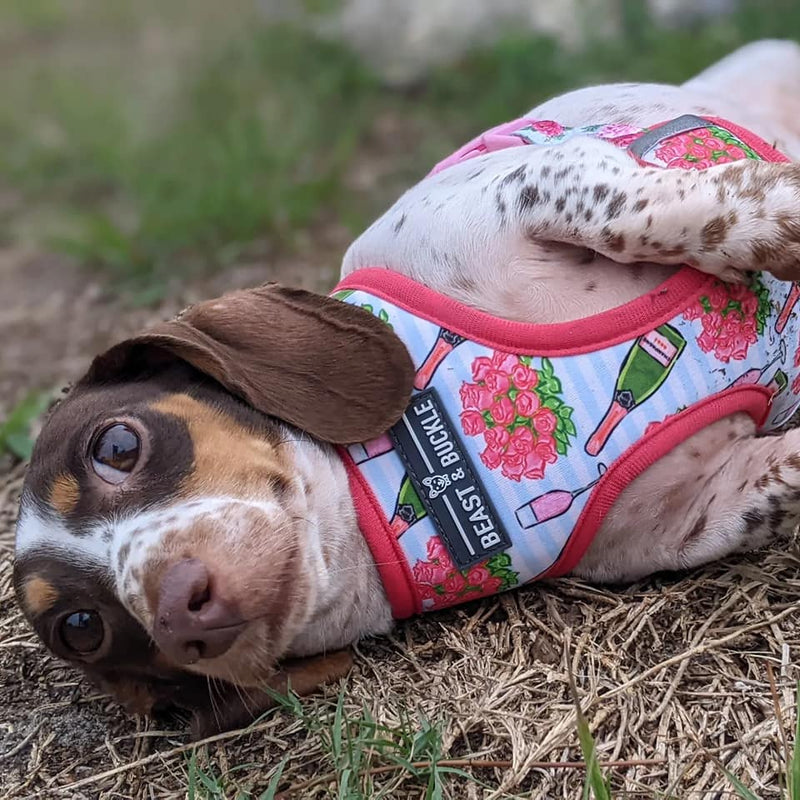 Rosé and Roses Reversible Dog Harness - Beast & Buckle