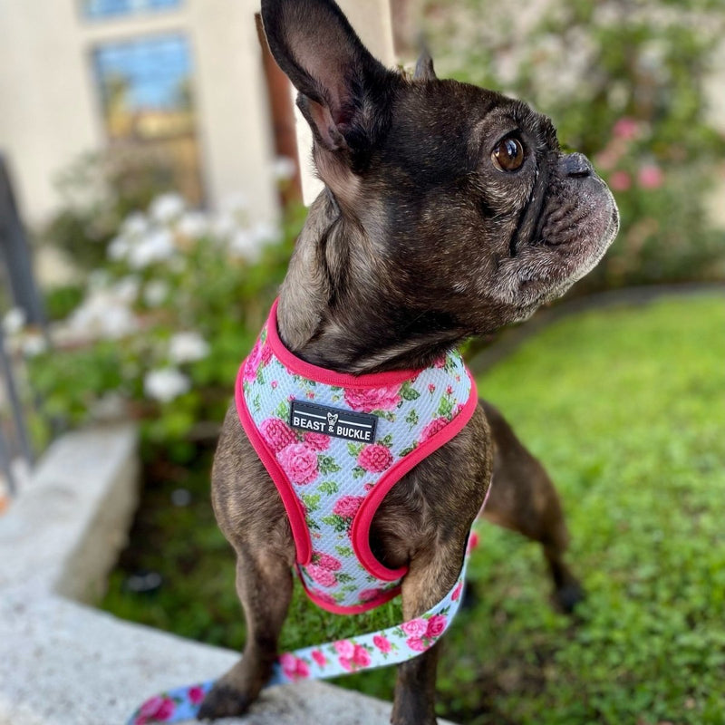 Rosé and Roses Reversible Dog Harness - Beast & Buckle