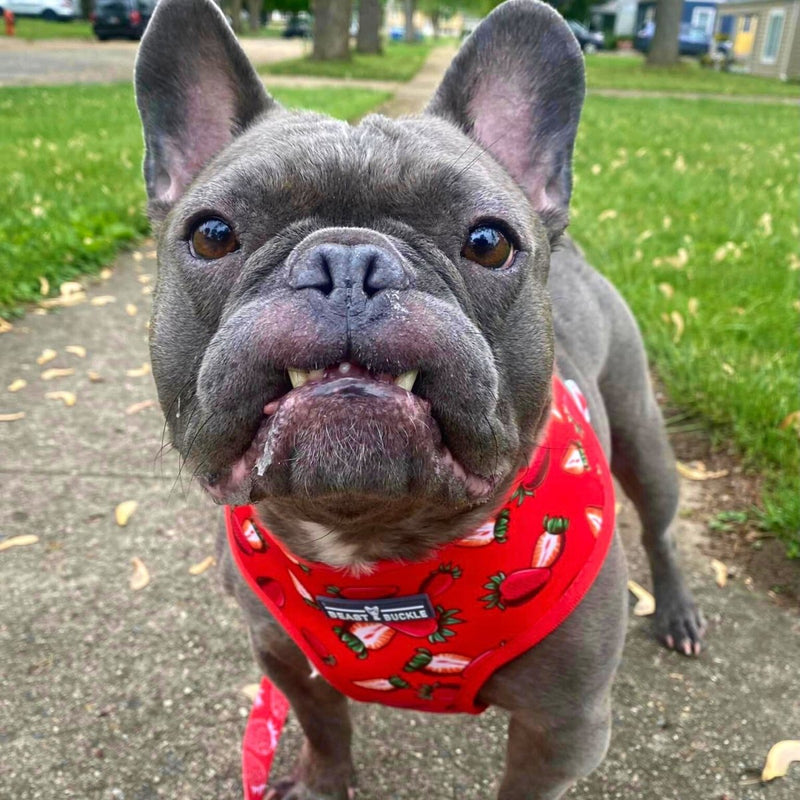 Strawberry Reversible Dog Harness - Beast & Buckle