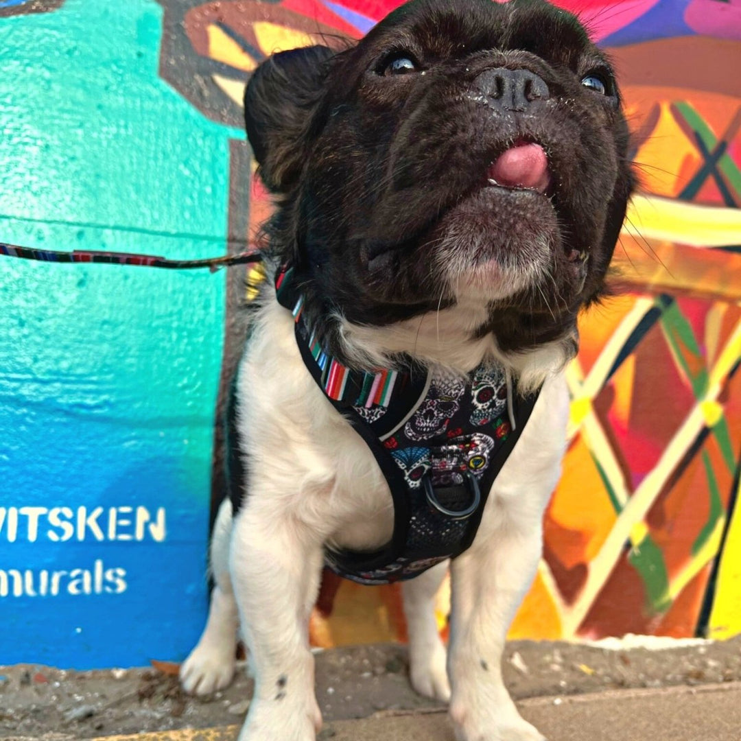 xigua Skull Dog Harness, No Pull Pet Vest Harness Reflective Breathable Small ＆ Medium Dog Harness with Nylon Handle Sugar Skulls No Pull Dog Harness \u2013 Beast \u0026 Buckle