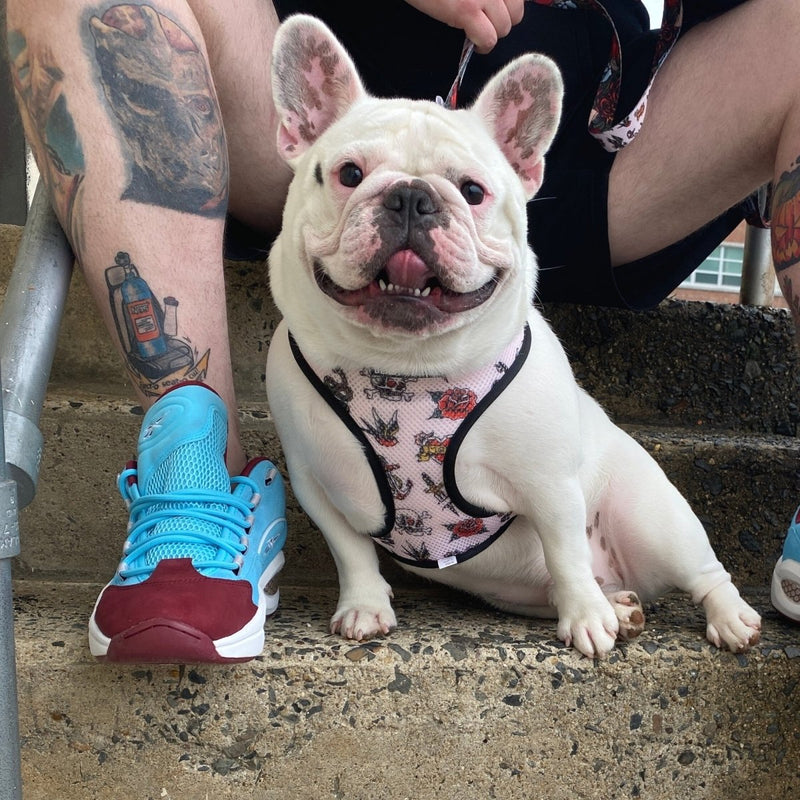 Tattoo Reversible Dog Harness - Beast & Buckle