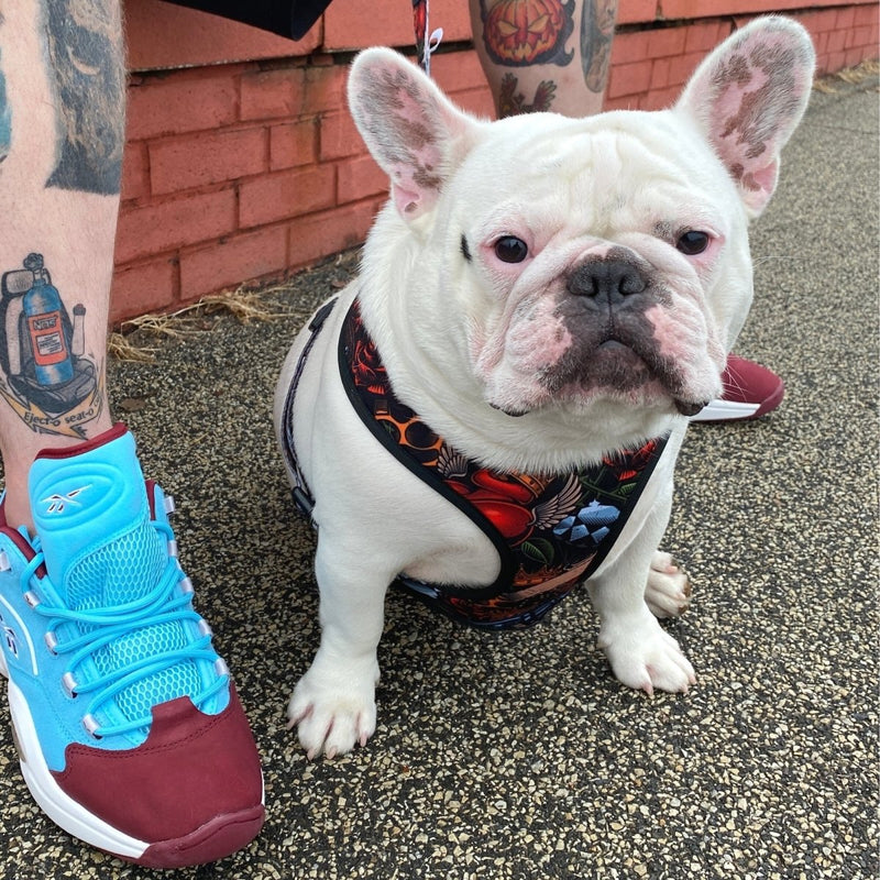 Tattoo Reversible Dog Harness - Beast & Buckle