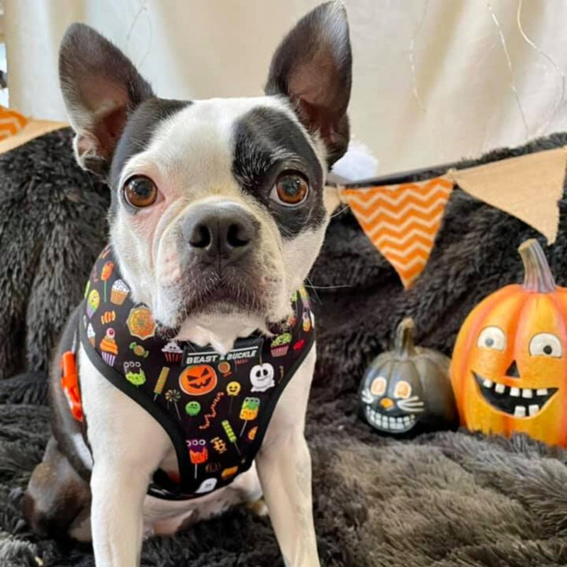 Trick or Treat Harness Collection Bundle - Beast & Buckle