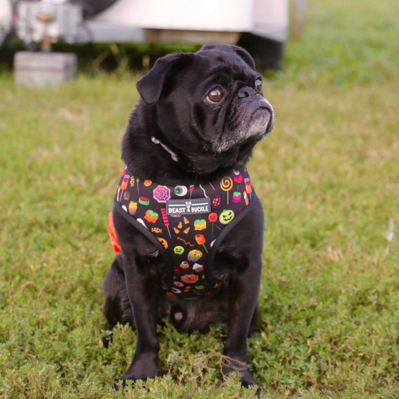 Trick or Treat Walking Bundle - Beast & Buckle
