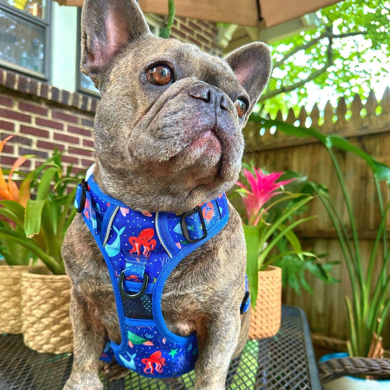 Under the Sea No Pull Dog Harness - Beast & Buckle