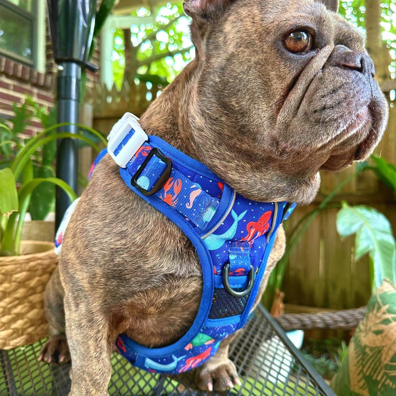 Under the Sea No Pull Dog Harness - Beast & Buckle